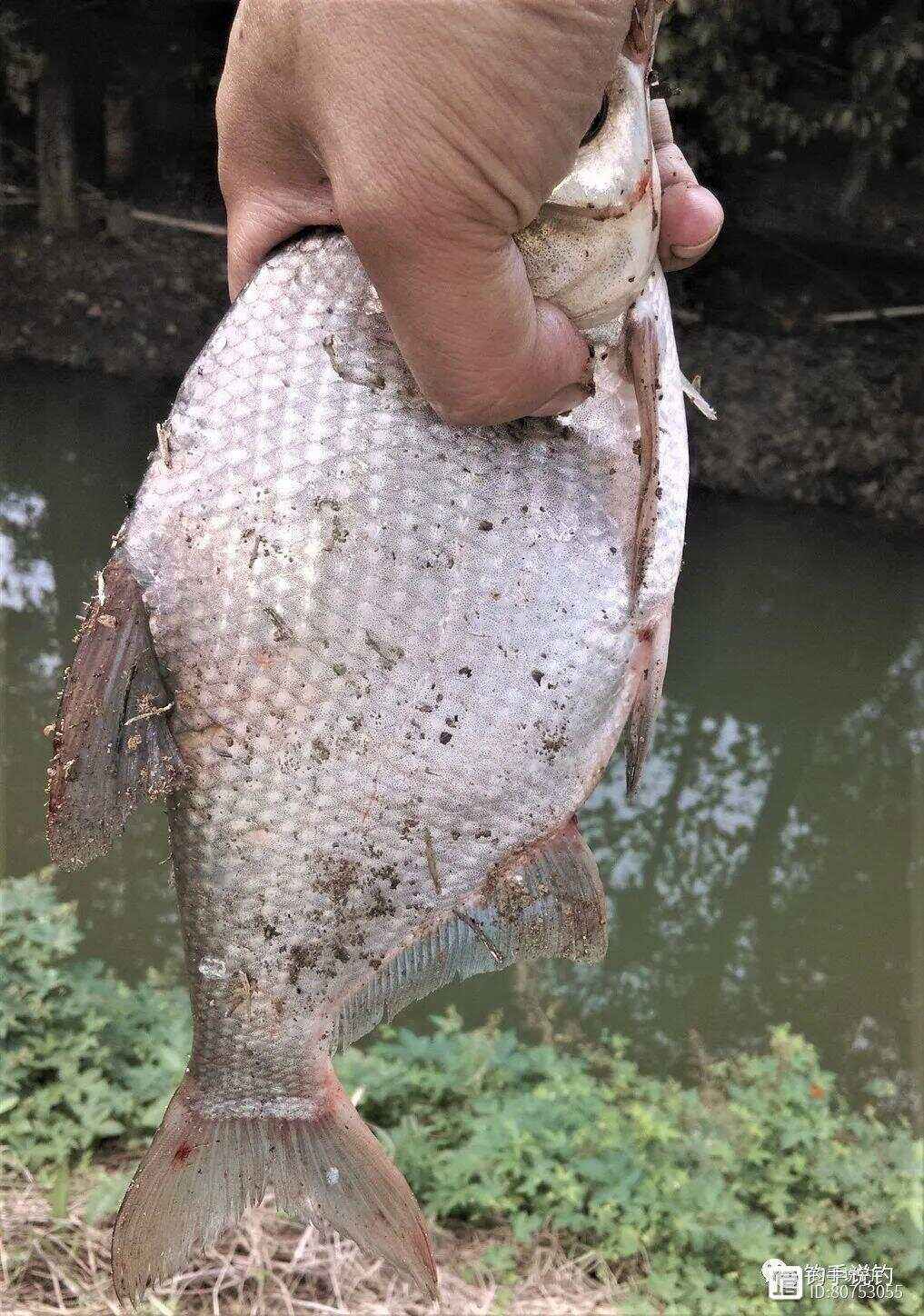 程宁钓鱼扬杆技巧(程宁钓鱼调漂技巧视频)