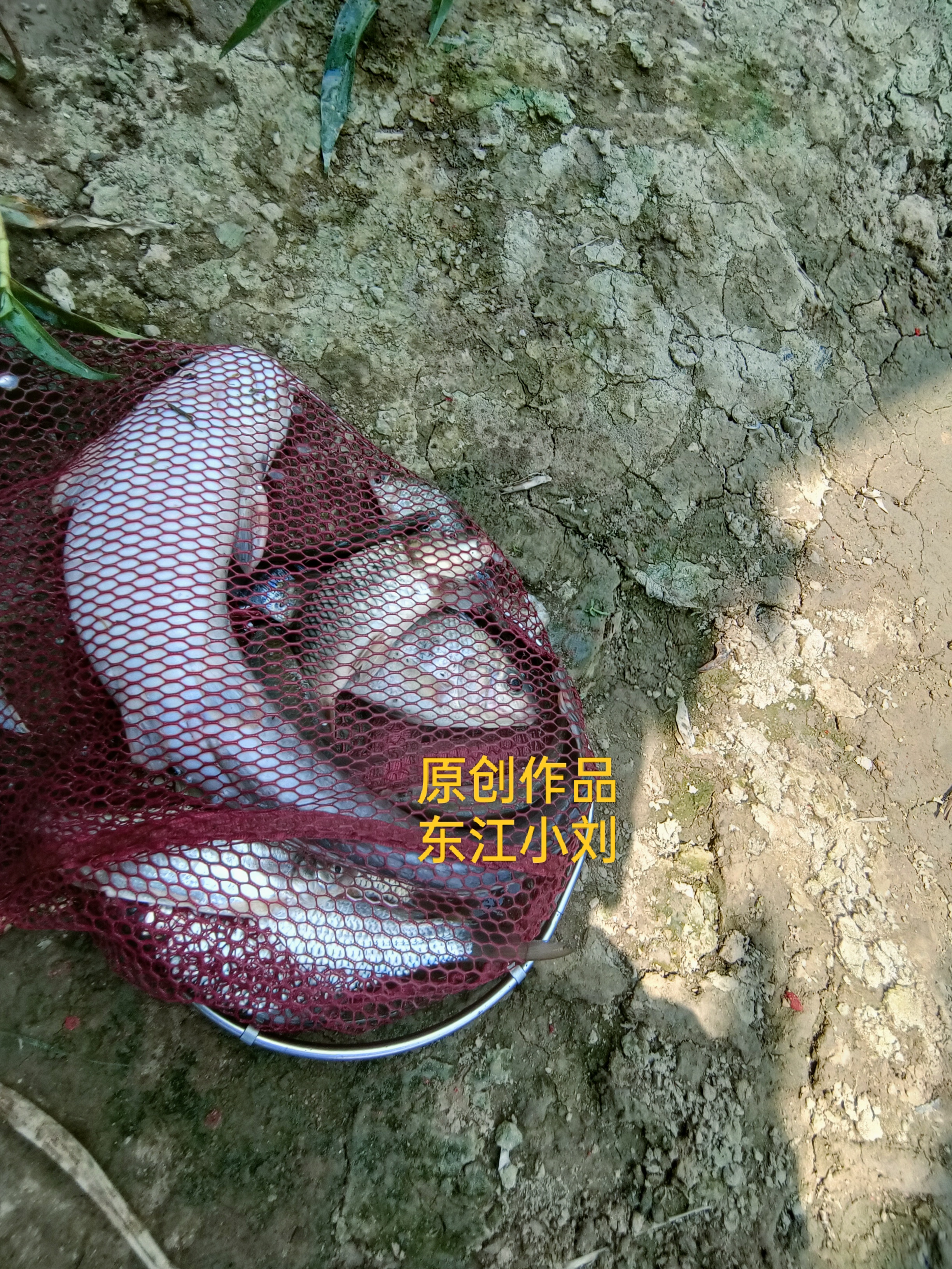 惠州东江钓鱼技巧(惠州东江野钓)