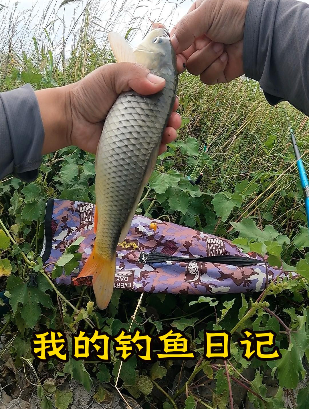 飞鲤鱼技巧视频(飞抄鲤鱼视频教学)