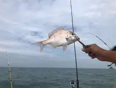 央子港海钓组织(央子港海钓鲈鱼)