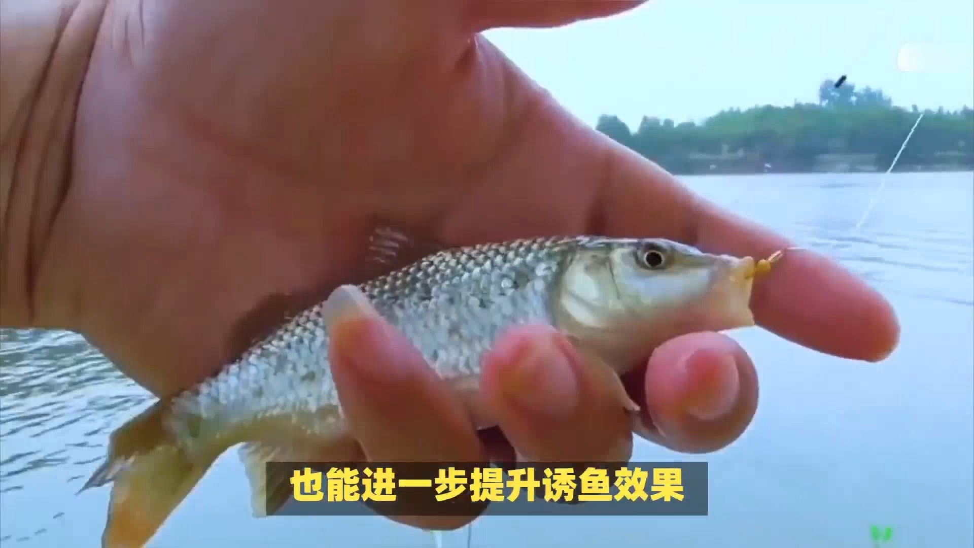 冬钓翘嘴技巧(冬季钓翘嘴技巧)