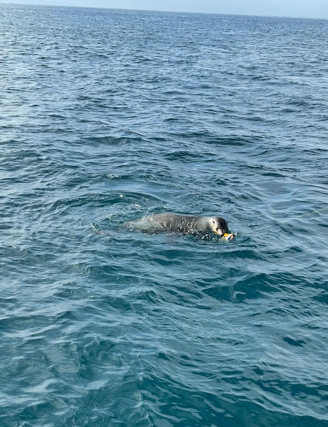 东口出海钓鱼(东口码头现在有海鲜么)