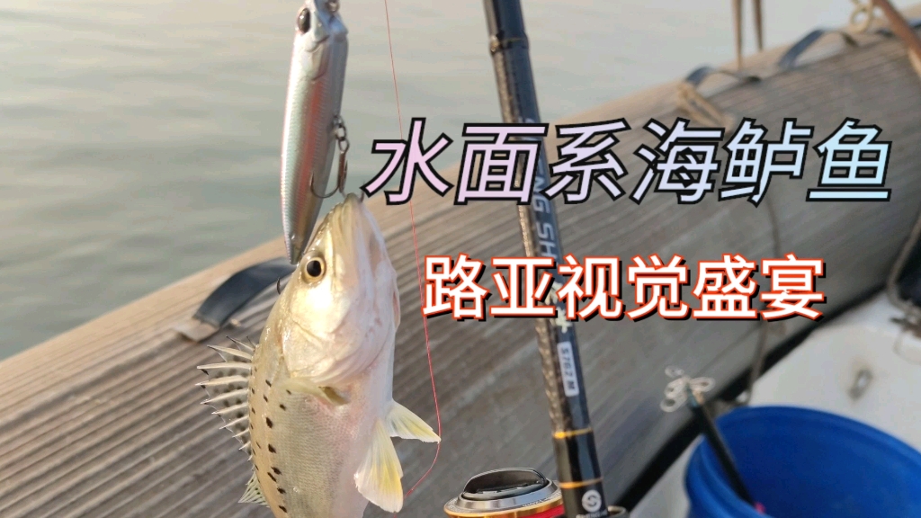 春季路亚海鲈鱼(海鲈鱼路亚季节)