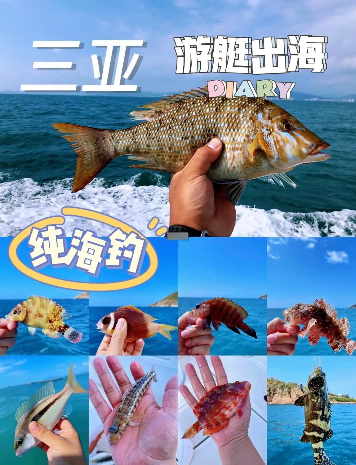 三亚大东海钓鱼(三亚大东海的鱼长什么样)