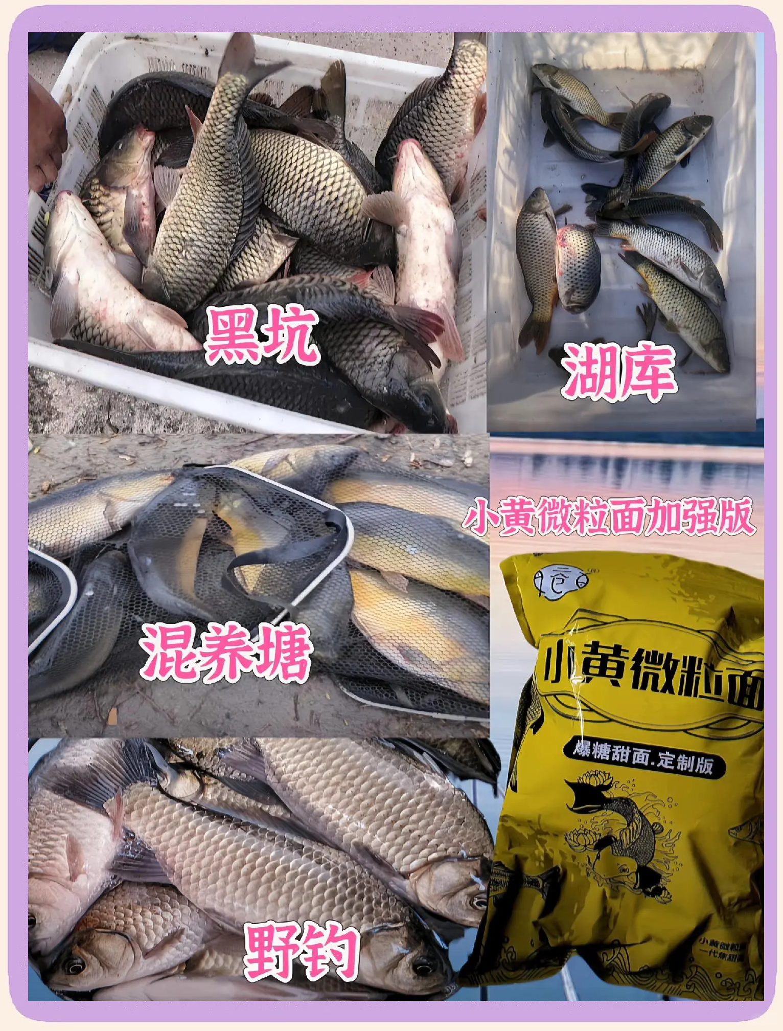小黄丫饵料产地(小黄丫饵料怎么用)