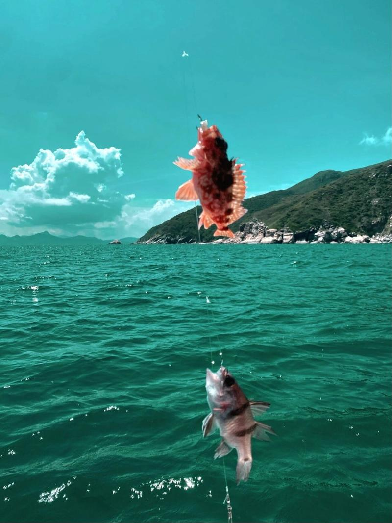 海钓啥时有鱼(海钓什么时间合适)