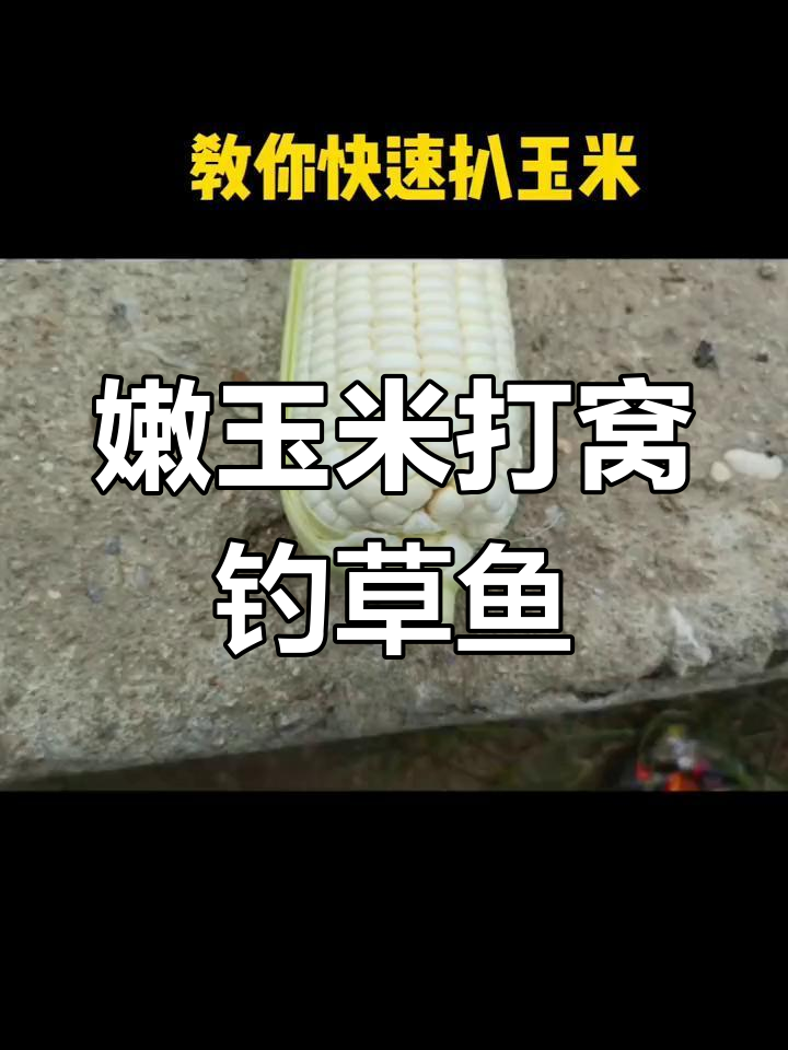 包谷打窝技巧(包谷钓鱼配方)