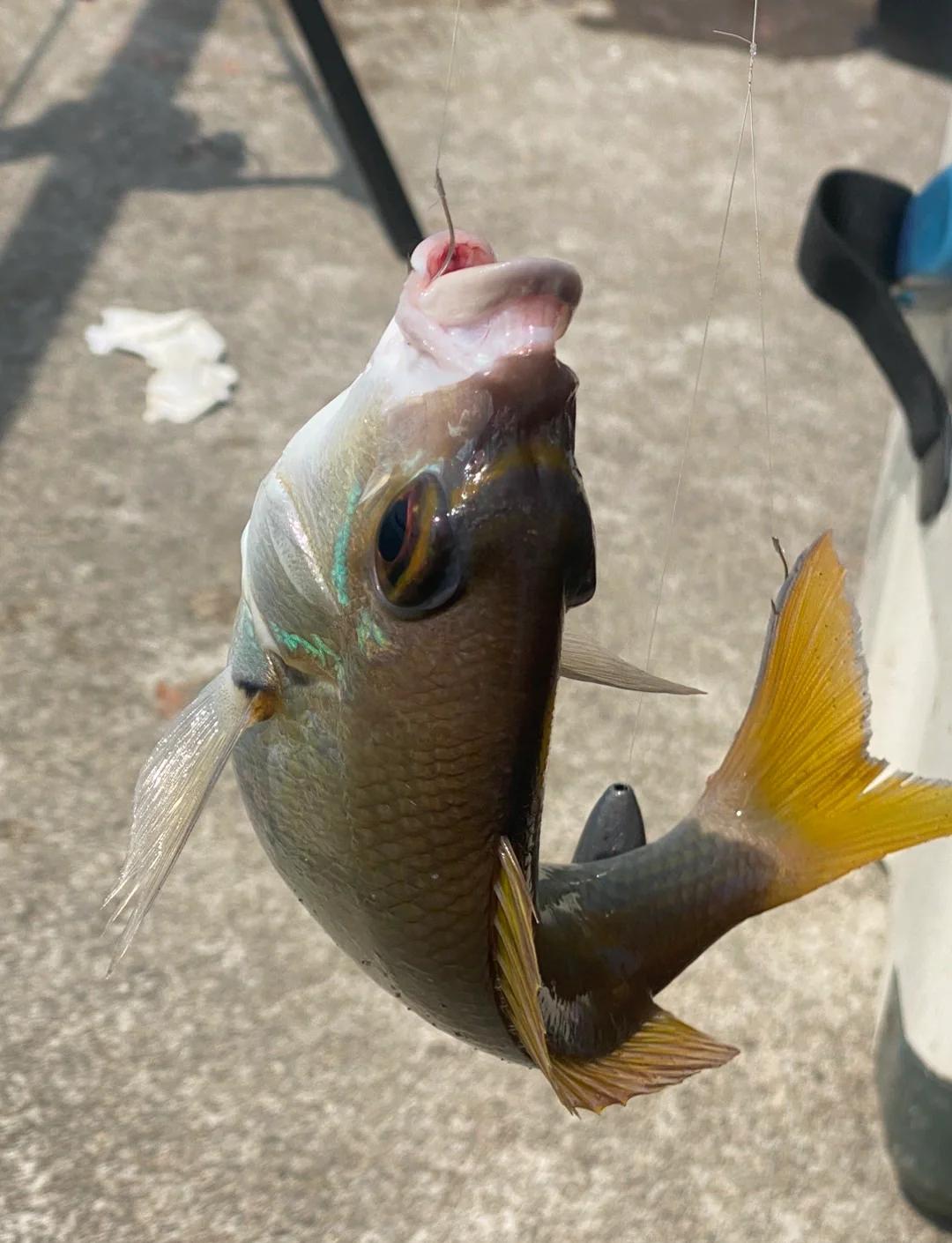 海钓小嘴鱼用什么鱼饵(小嘴的海鱼)