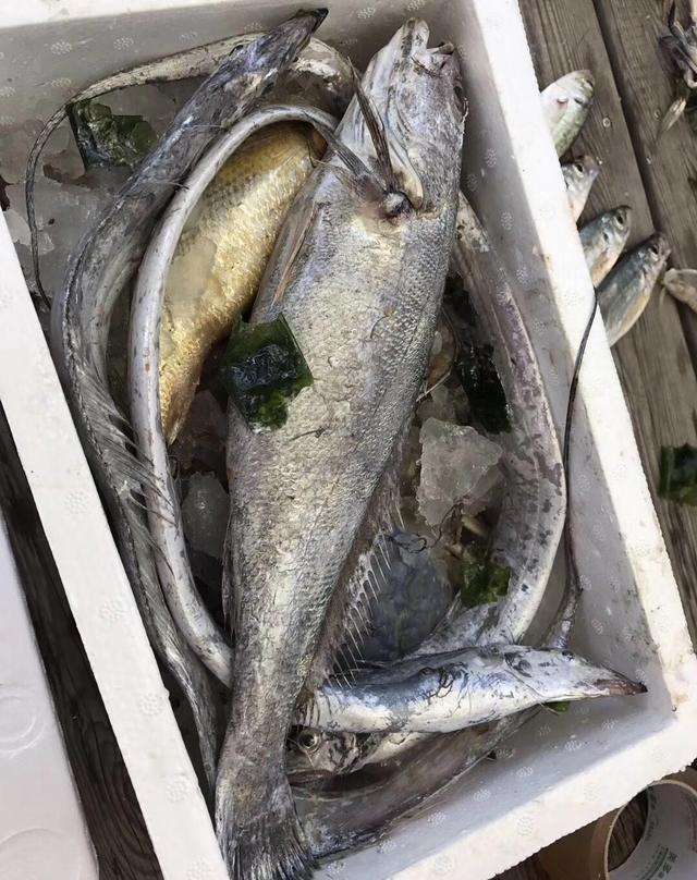枸杞岛海钓(枸杞岛海钓要多少钱)