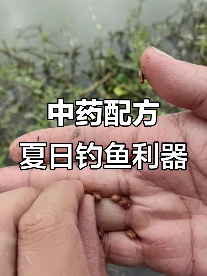 用中药钓鱼的技巧(纯中药钓鱼方法及制作)