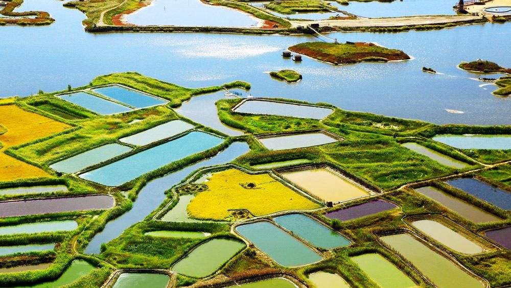 丹东在虾池里钓鱼技巧(钓鱼挂虾最佳图解)