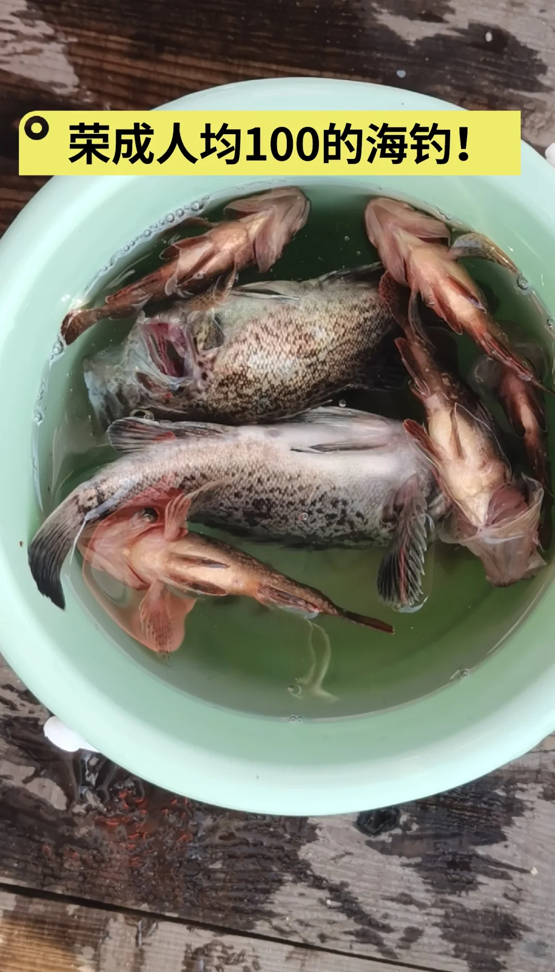 海钓常见的鱼种图籍(海钓海鱼品种图片)