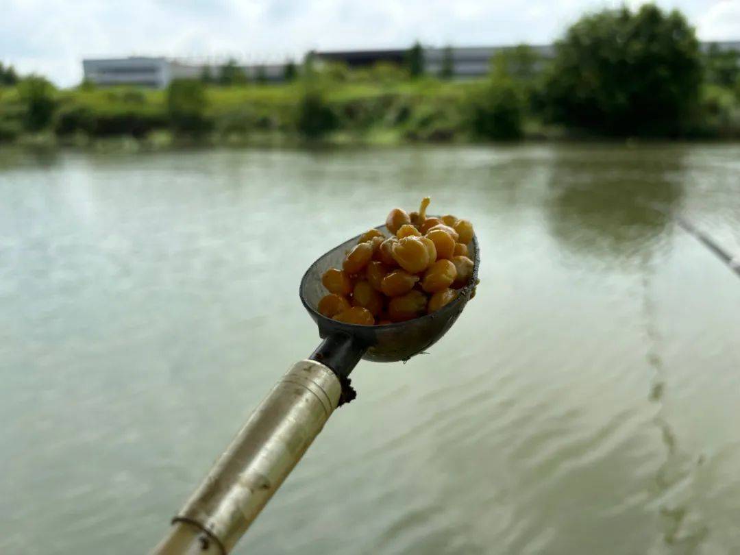 玉米饵料制作鳊鱼(玉米糁制作鱼饵)