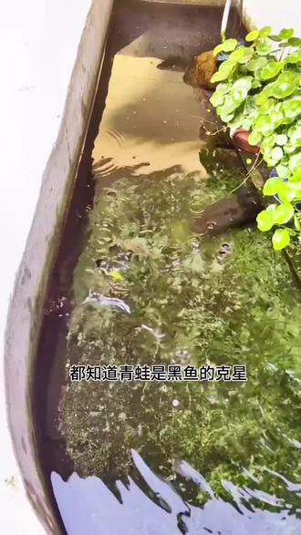 路亚蛙进水(路亚滑漂钓鲫鱼视频看)