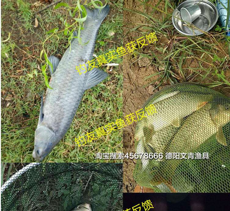 德阳小麦饵料钓鱼(小麦野钓)