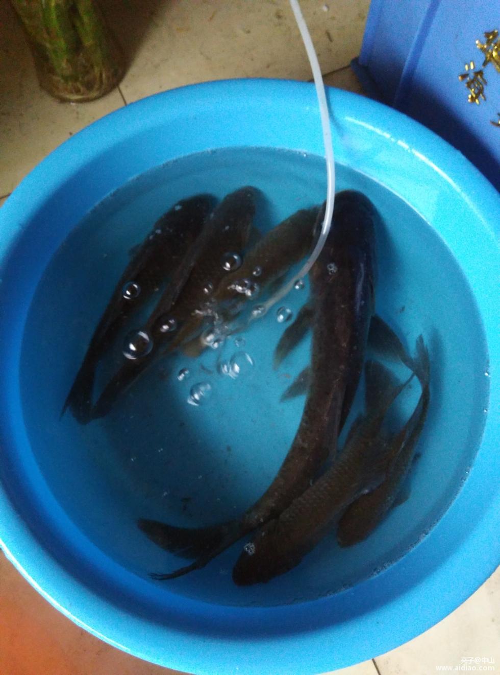 夏季野塘夜钓技巧(夜钓塘鲺技巧)