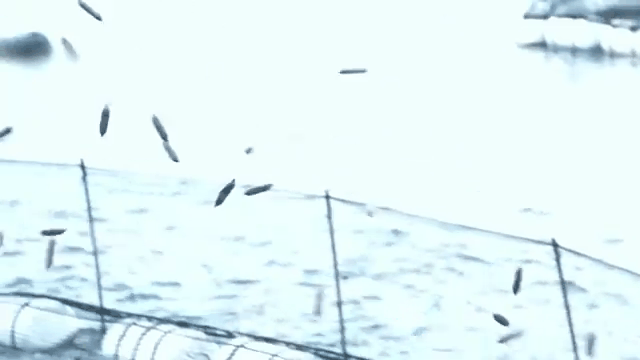 海钓金枪鱼原理(海钓金枪鱼用什么鱼线)