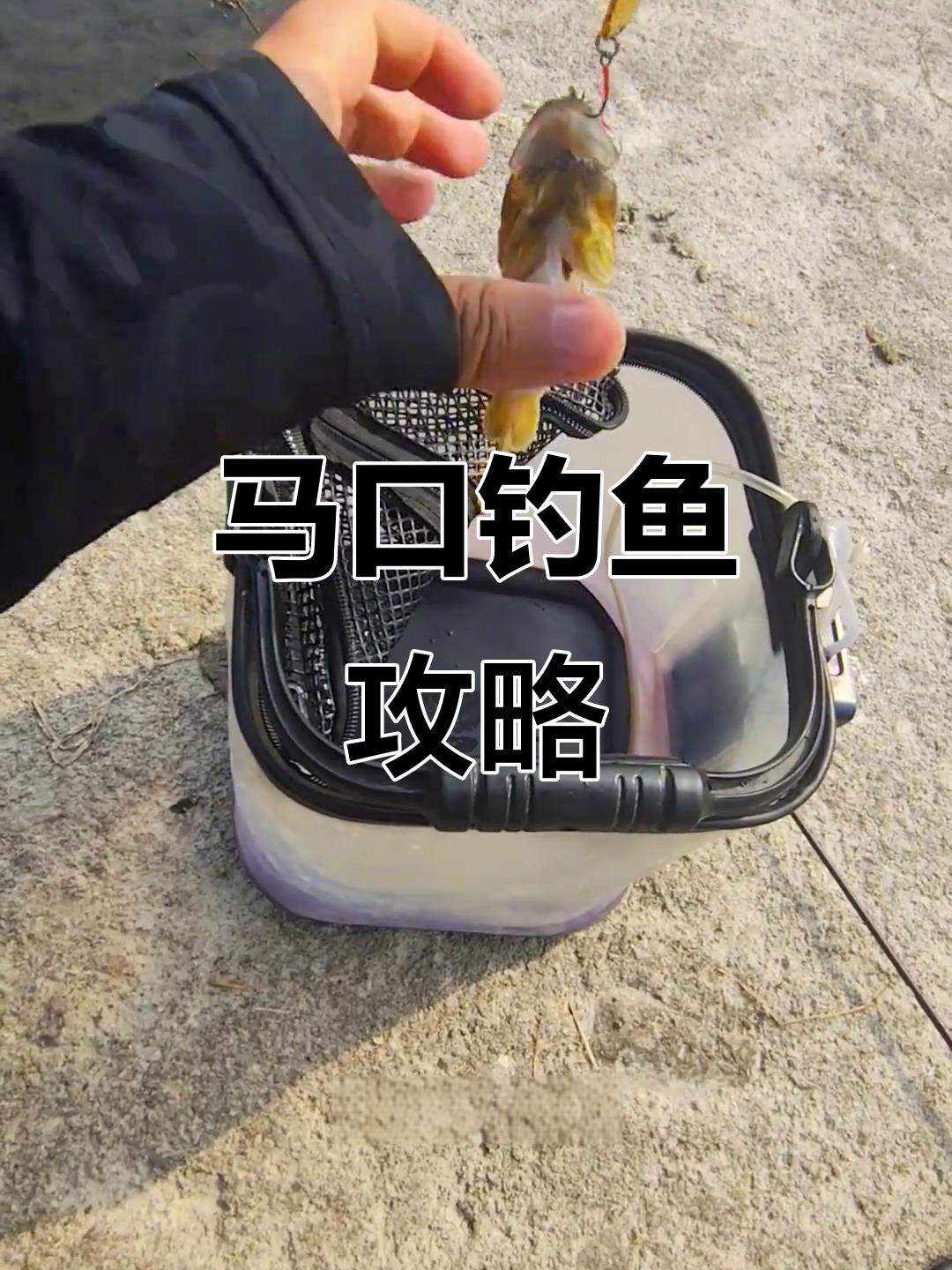 野钓马口技巧视频(钓马口的视频)