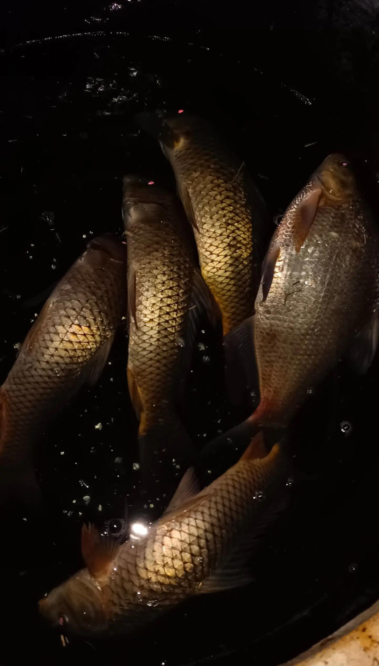 钓滑鲤饵料状态(如何钓滑鲤鱼)