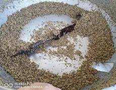 余师傅饵料货到付款(正品手铐货到付款)
