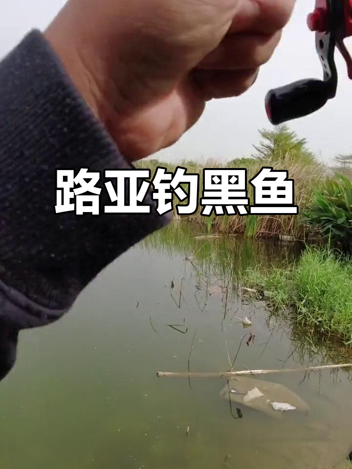 钓黑鱼的路亚杆(路亚钓黑鱼用什么杆子)