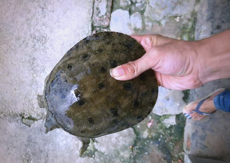 水库钓鳖的方法技巧(水库甲鱼怎么捉)