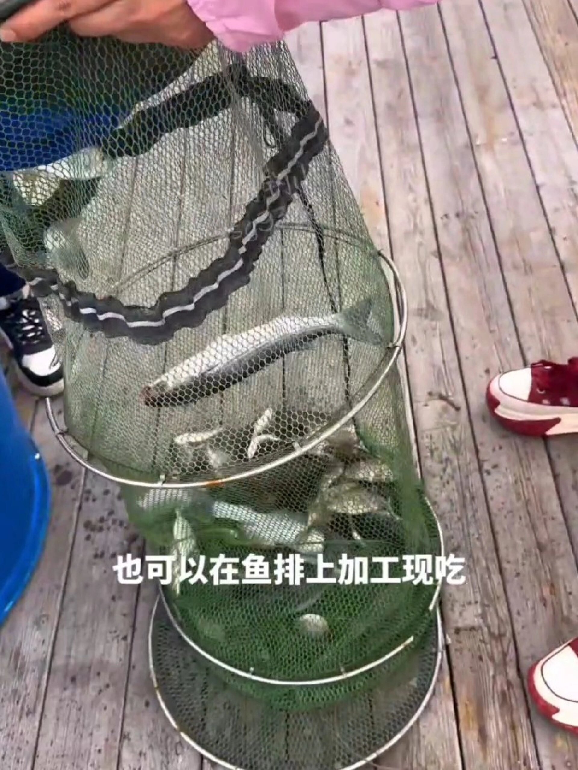 鱼排晚上海钓(晚上海钓能钓到鱼吗)
