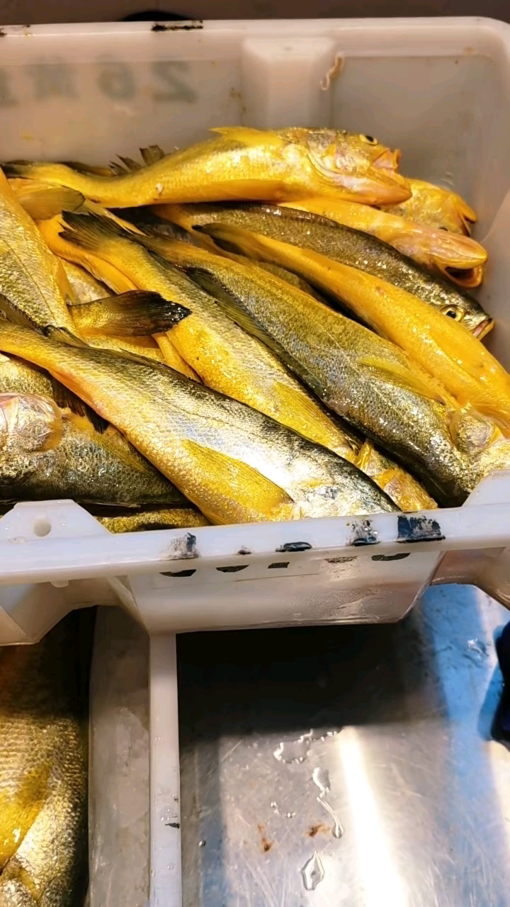 夏季海钓小黄鱼(夏季海钓小黄鱼好钓吗)