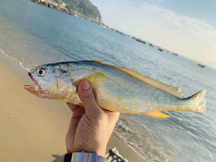 夏季海钓小黄鱼(夏季海钓小黄鱼好钓吗)