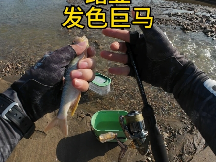 路亚马口的视频(路亚马口什么意思?)