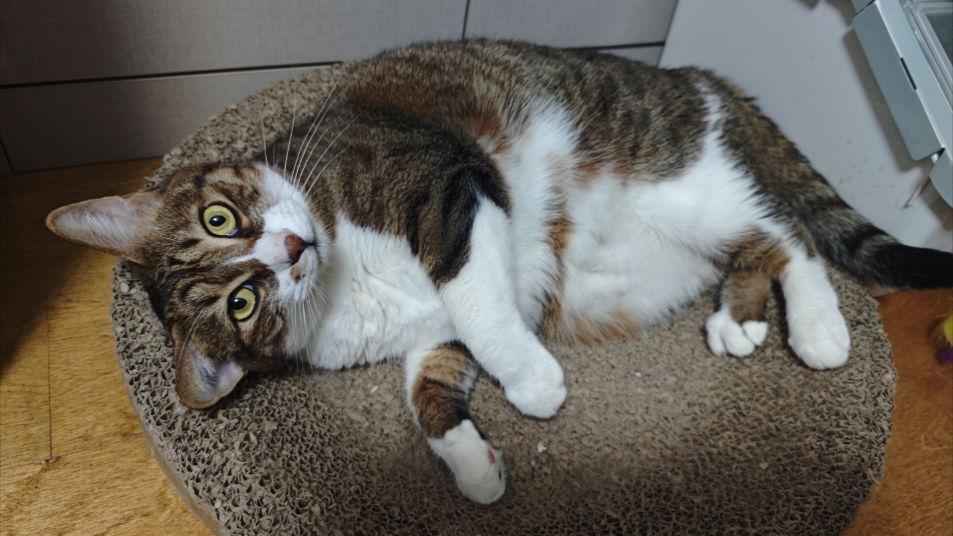 路亚小猫(路亚喵鱼)