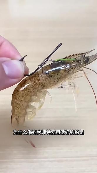 活虾钓鱼技巧视频教程(活虾钓鱼技巧视频教程图解)