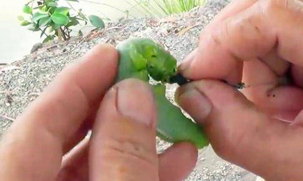 秋季水库手杆钓草鱼技巧(秋季水库钓草鱼钓底还是钓浮)