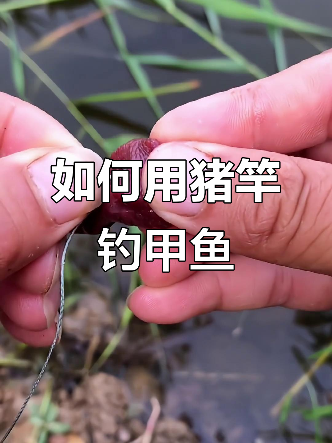 水库钓鳖技巧(水库里怎样钓甲鱼,用什么饵)