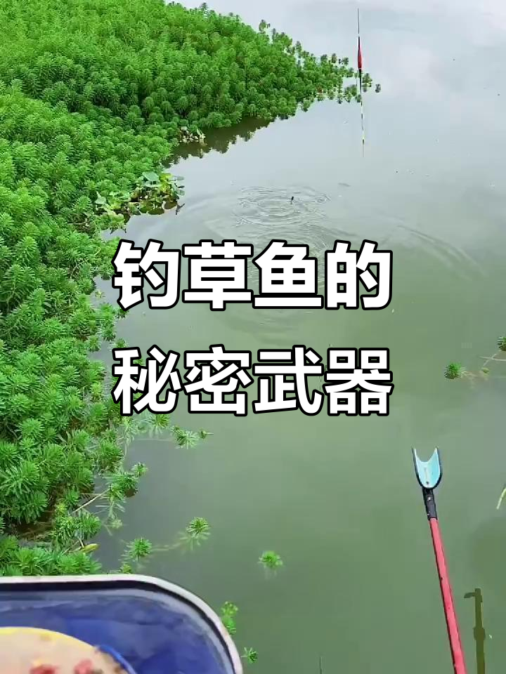 秘制钓鱼饵料技巧(秘制钓鱼饵料技巧视频)