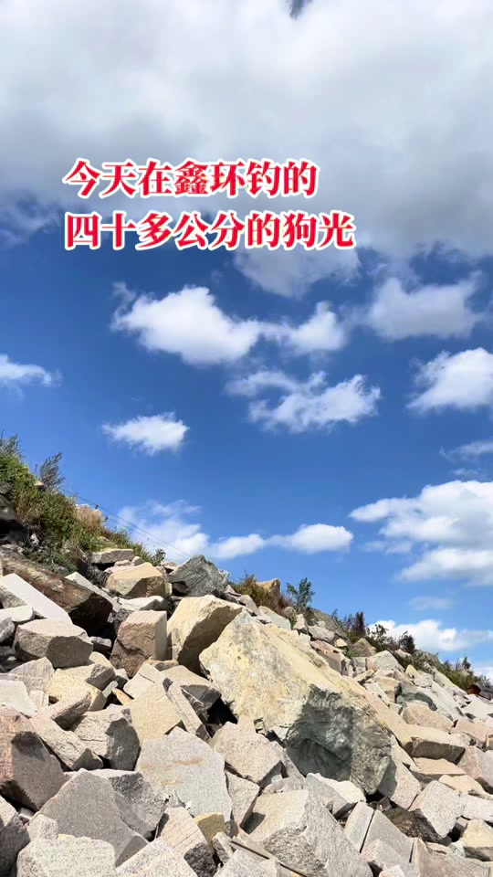 钓狗光技巧(海钓狗光鱼)