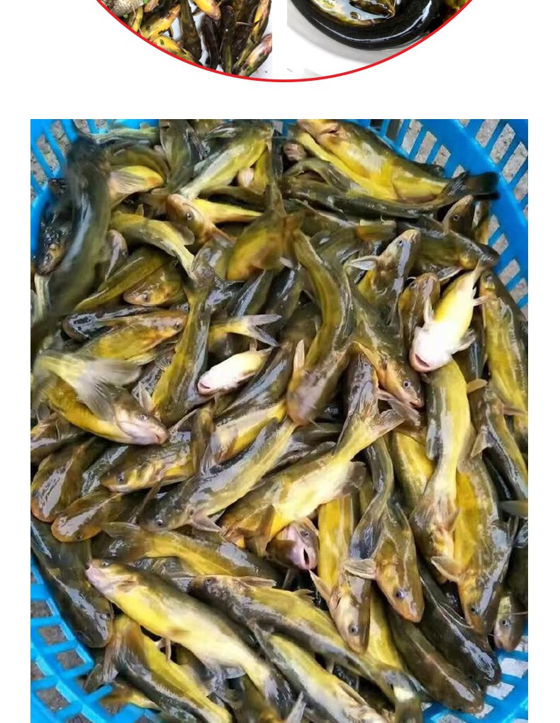钓黄强鱼用什么饵料(黄强鱼图片)