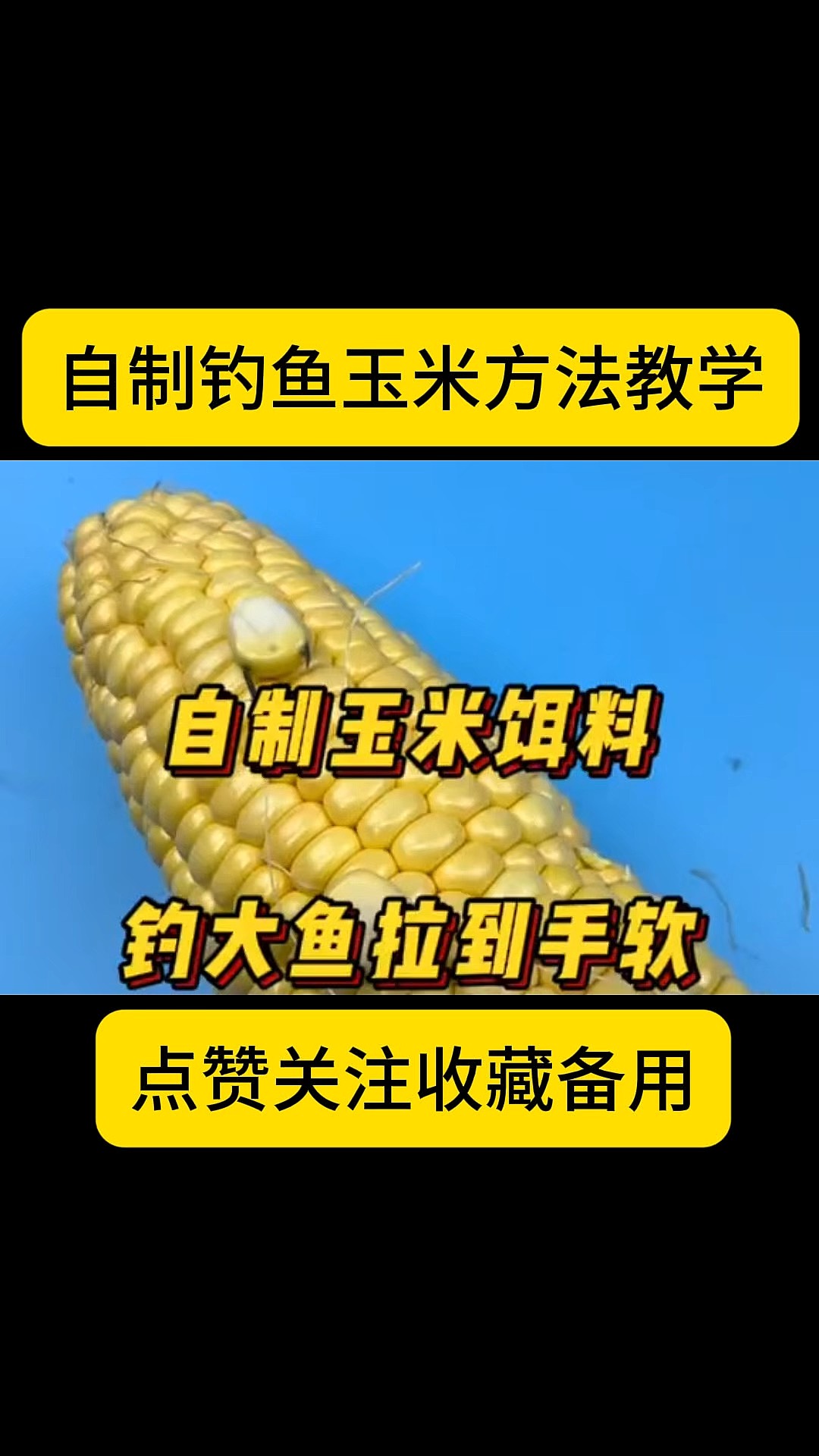 玉米饵料的钩法(玉米饵料的钩法图解)