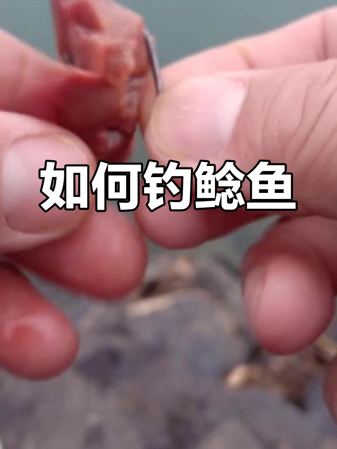 钓鲶鱼技巧钓鲶鱼饵料(钓鲶鱼绝招)