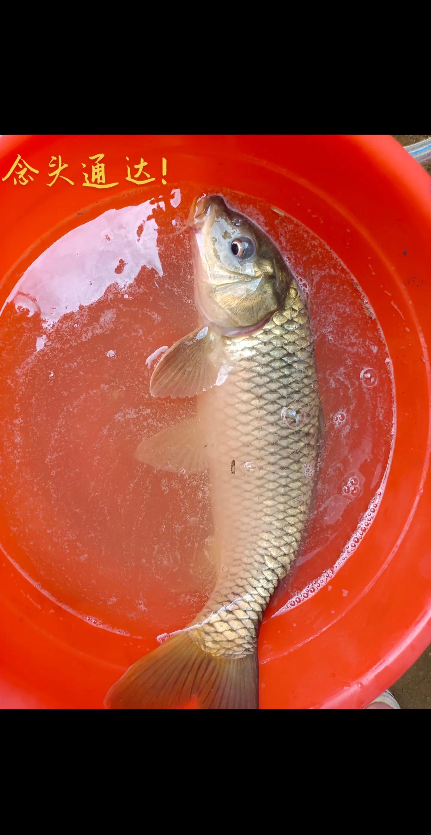 中秋季节野钓鲤鱼技巧(中秋钓鲤鱼用什么饵料最好)