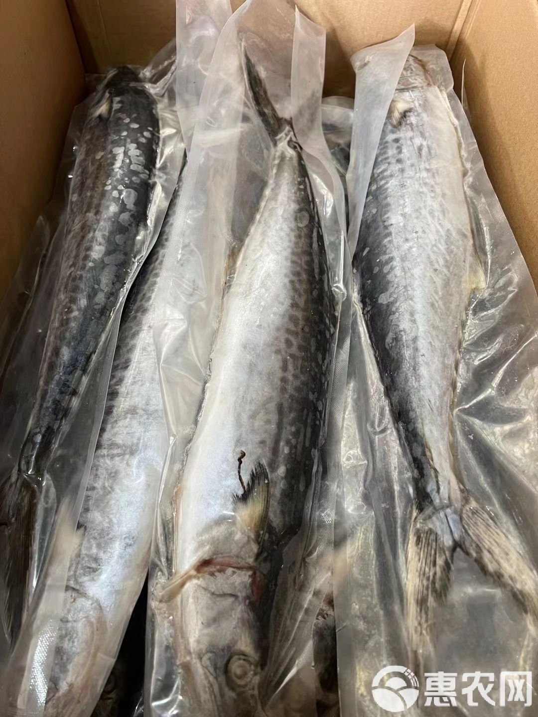 昌黎海钓燕鲅(海钓燕鲅用什么饵)