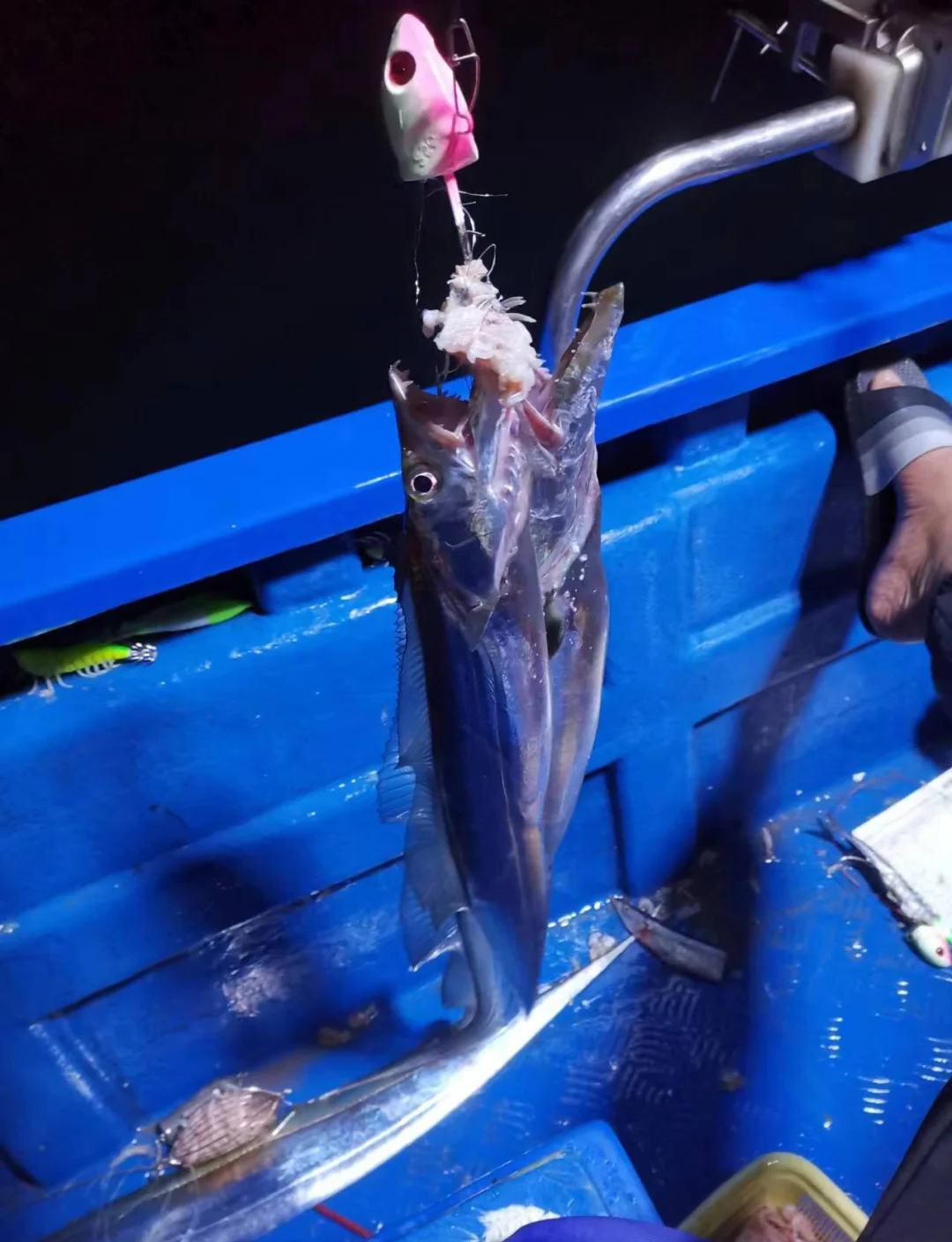海钓黄尾池(海钓黄尾池仔鱼怎么钓)