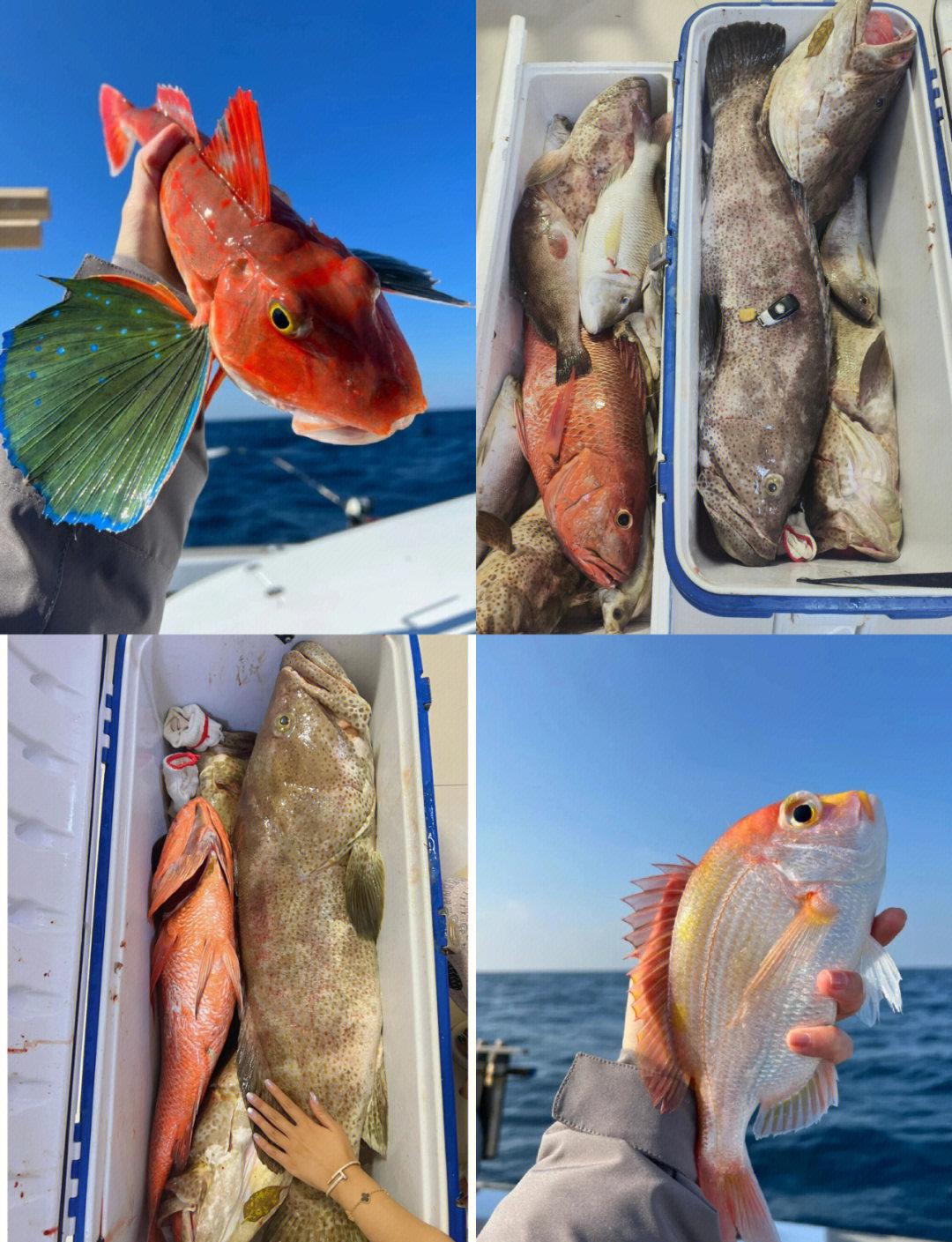 大亚湾海钓吧(大亚湾海边钓鱼)
