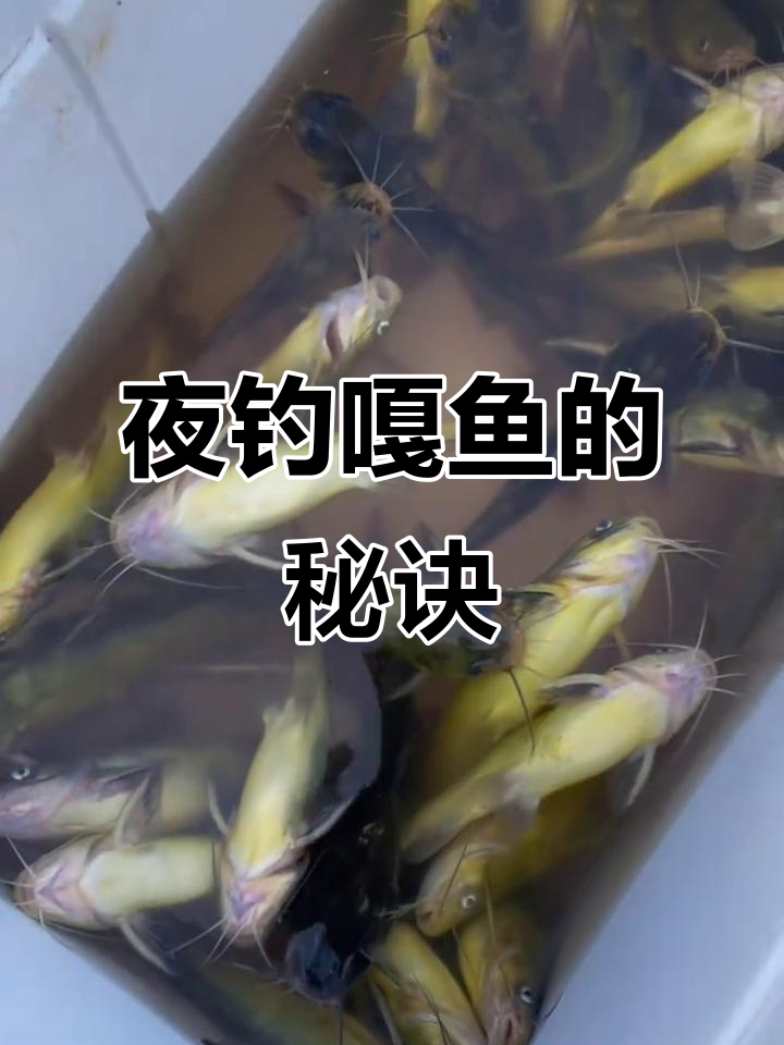 秋季夜钓嘎鱼技巧(秋季夜钓嘎鱼技巧视频)