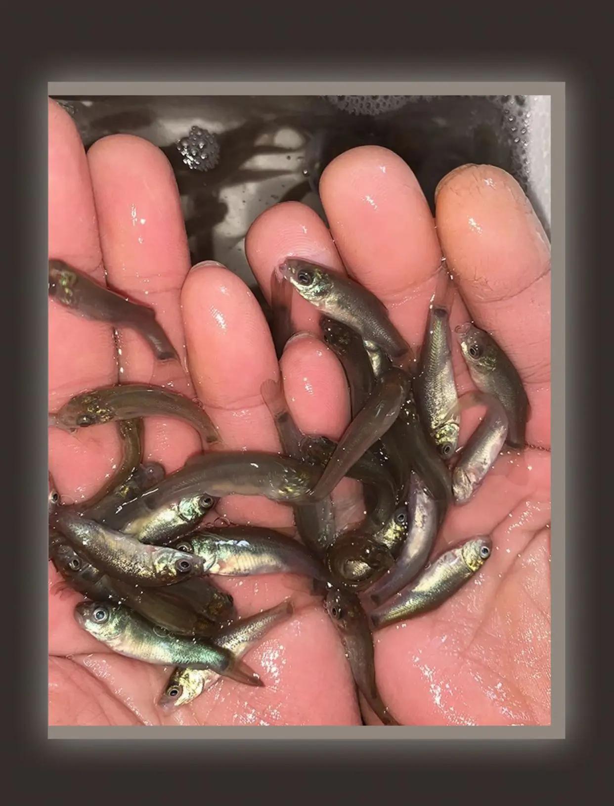 钓丁桂鱼的饵料配方(钓丁桂鱼的饵料配方是什么)