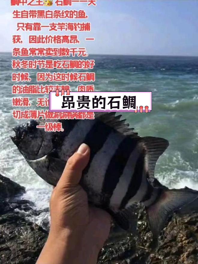 海钓为什么不用鱼食(海钓不需要鱼漂吗)