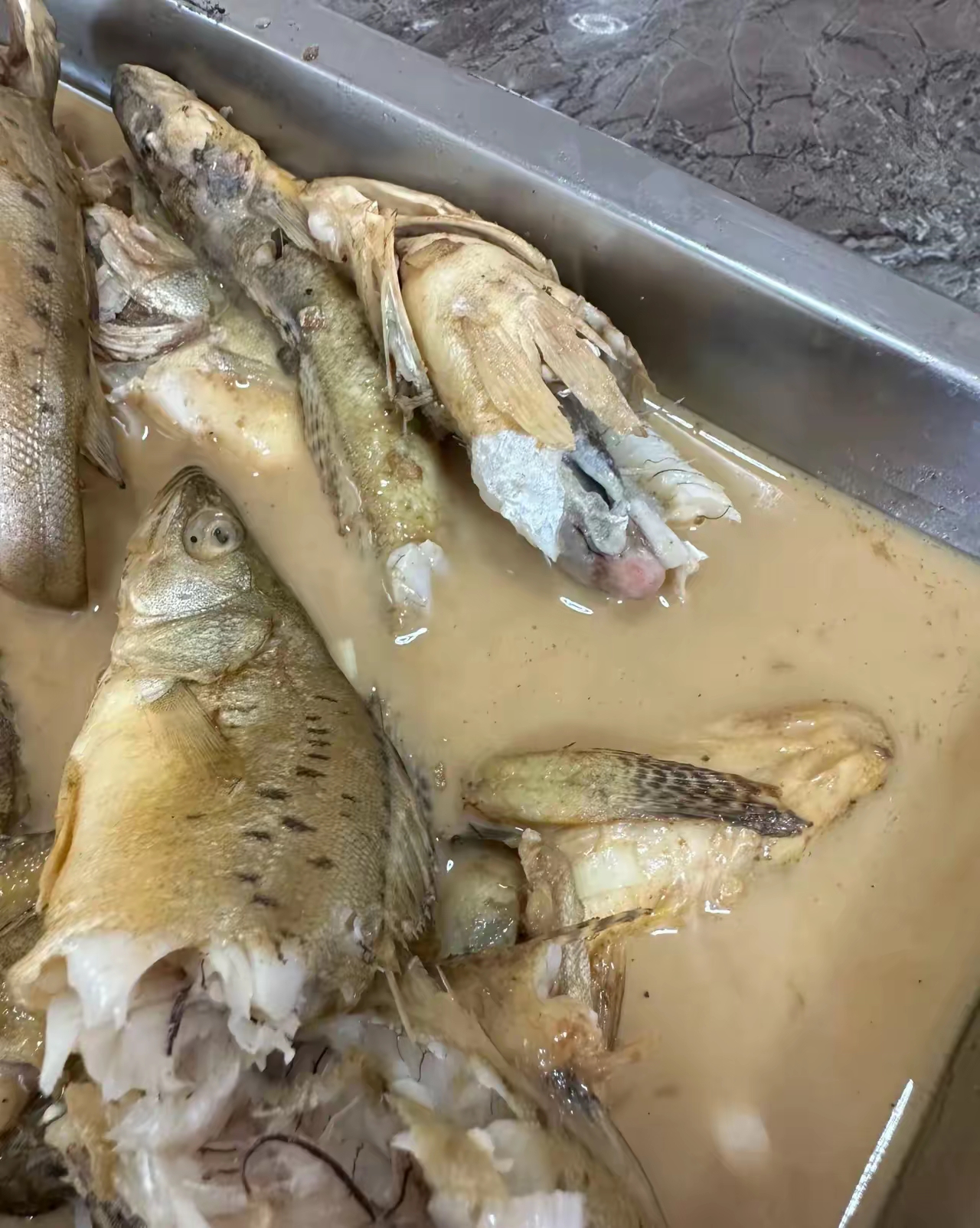 海钓为什么不用鱼食(海钓不需要鱼漂吗)