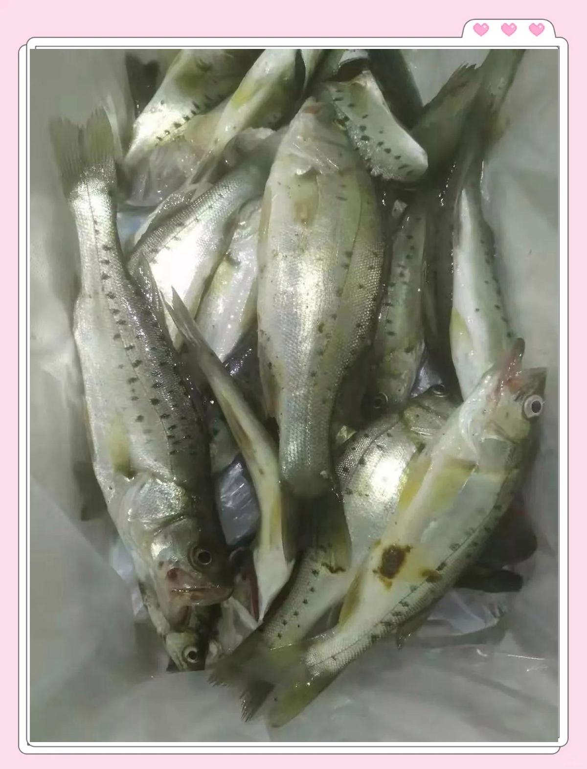 珠海钓海鲈的季节(钓海鲈什么时候最好钓)