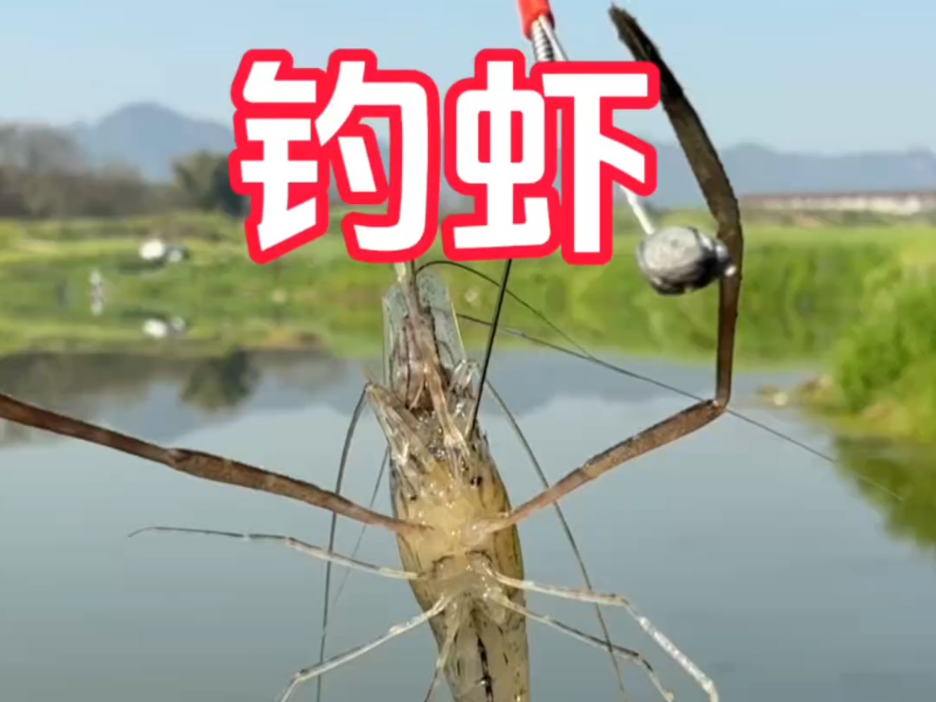 小河虾钓鱼技巧(小河虾钓什么鱼)
