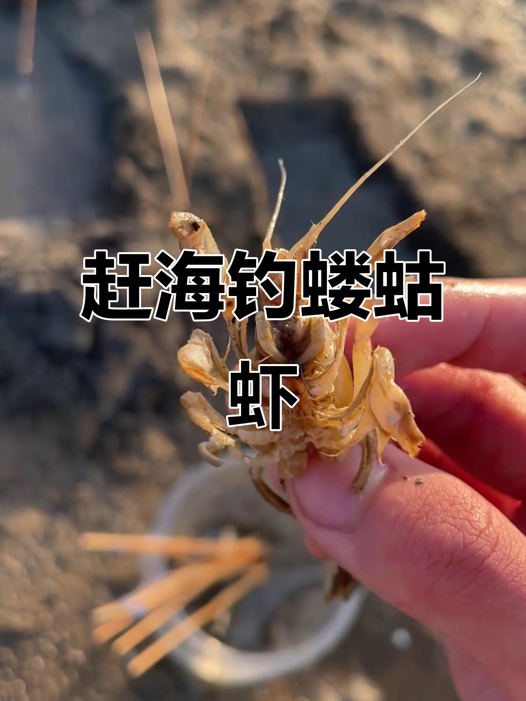 小河虾钓鱼技巧(小河虾钓什么鱼)